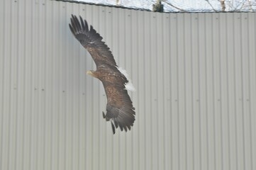 Animals are a traditionally (since the time of Aristotle) distinguished category of organisms, currently considered as a biological kingdom. Animals are the main object of zoology study.