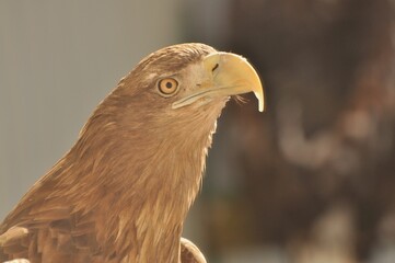 Animals are a traditionally (since the time of Aristotle) distinguished category of organisms, currently considered as a biological kingdom. Animals are the main object of zoology study.