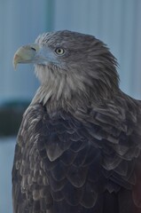 Animals are a traditionally (since the time of Aristotle) distinguished category of organisms, currently considered as a biological kingdom. Animals are the main object of zoology study.