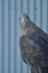 Animals are a traditionally (since the time of Aristotle) distinguished category of organisms, currently considered as a biological kingdom. Animals are the main object of zoology study.