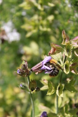 A bee crawls into the purple flower of a sage plant