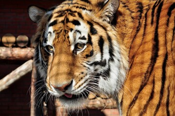 Animals are a traditionally (since the time of Aristotle) distinguished category of organisms, currently considered as a biological kingdom. Animals are the main object of zoology study.