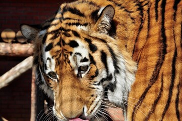 Animals are a traditionally (since the time of Aristotle) distinguished category of organisms, currently considered as a biological kingdom. Animals are the main object of zoology study.