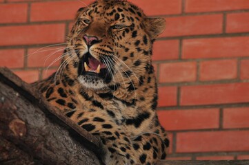 Animals are a traditionally (since the time of Aristotle) distinguished category of organisms, currently considered as a biological kingdom. Animals are the main object of zoology study.