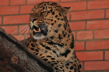 Animals are a traditionally (since the time of Aristotle) distinguished category of organisms, currently considered as a biological kingdom. Animals are the main object of zoology study.