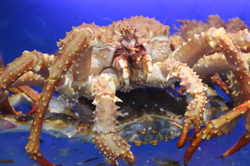 King crab in aquarium