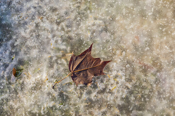 Close up view of dried yellow leaf on dirty ice. Beautiful nature backgrounds. Sweden.