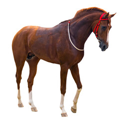 Horse isolated on white background.