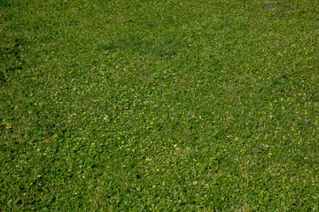 Grass field background texture. Shamrock clover, green wild empty lawn close up view