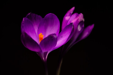 purple crocus flower