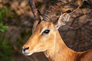Impala ram walking along with an Oxpecker feeding in the Kruger Park