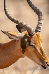 Naklejka premium Impala ram walking along with an Oxpecker feeding in the Kruger Park