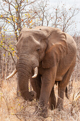 African Elephant walking through the grasslands towards a  waterhole