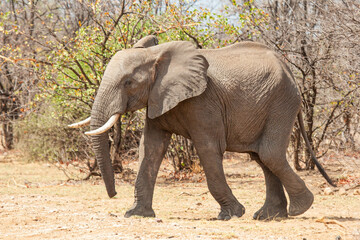 African Elephant walking through the grasslands towards a  waterhole