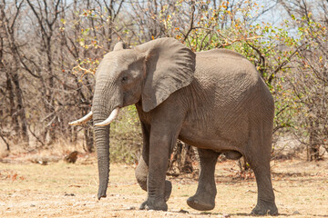 Fototapeta na wymiar African Elephant walking through the grasslands towards a waterhole