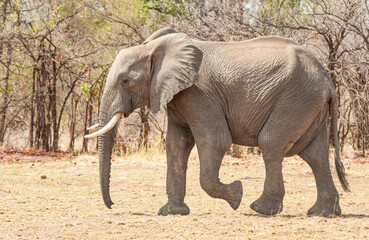 African Elephant walking through the grasslands towards a  waterhole