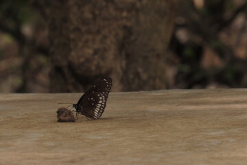 Butterfly playing with a stone