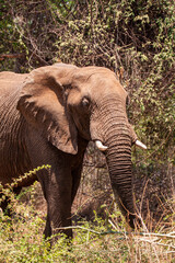 Fototapeta na wymiar African Elephant walking through the grasslands towards a waterhole