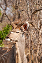 Greater Kudu male, standing on the open grasslands of Africa	