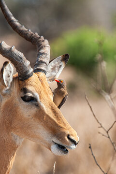 Impala ram walking along with an Oxpecker feeding in the Kruger Park