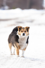 A portrait of large mixed-breed stray dog Sheepdog taras off to the side against a winter white background. Copy space. The dog's eyes search for its owner..