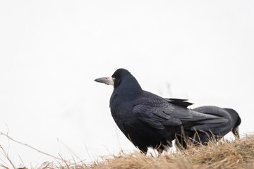 Rook ,Corvus frugilegus. Nice Rook foto on snow..