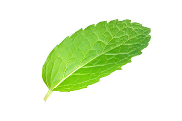 Obraz premium Mint leaf (Peppermint) isolated on white background. 