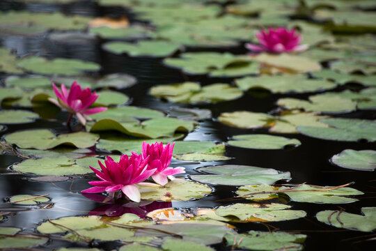 Calm pond with dark pink water lilies covering the surface of the water