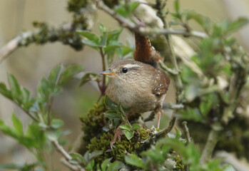 A beautiful Wren, Troglodytes troglodytes, perched on a branch of a tree in springtime.