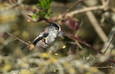 A cute Long-tailed Tit, Aegithalos caudatus, perched on a branch of a tree with nesting material in its beak.