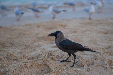 one black crow walks on the sand