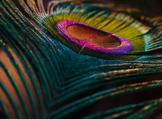 Fotobehang peacock feather close up. Peafowl feather background. Mor pankh. Beautiful feather. © Jalpa Malam