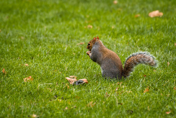 squirrel in the park