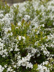 white flowers in the garden