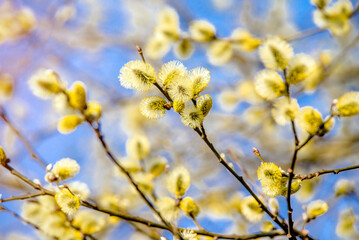 Blossoming willow in the early spring on a background of blue sky
