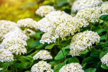 White hydrangea blooms in summer in the city Park
