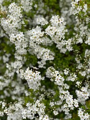 white flowers in the garden