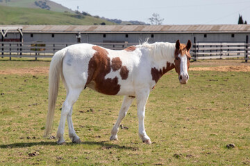 Naklejka na ściany i meble A brown and white horse in a pasture