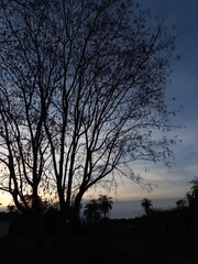 A tree with lots of branches and a blue sky in the background