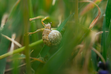 Snail in the green grass close-up. Portrait of an invertebrate animal on a blurry background. A fragment of wild nature. Slow movement along the stem of the plant. Low depth of field, macro nature