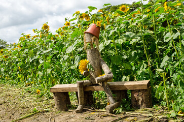Rustic wood and flowerpot man in sunflower field, Hampshire