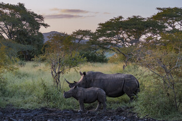White Rhino during sunset in South Africa Thanda Game reserve Kwazulu Natal. savannah bush with...