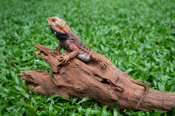 bearded dragon on ground with blur background