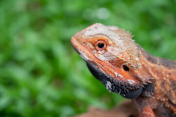 bearded dragon on ground with blur background