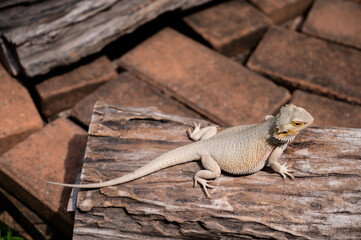 bearded dragon on ground with blur background