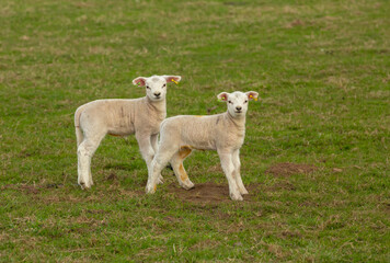 Obraz na płótnie Canvas Close up of two cute, newborn twin lambs in early Spring. Facing forward in green meadow, Yorkshire Dales. Clean background. Horizontal. Space for copy.