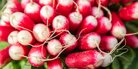radish fresh harvest vegetable vegetables healthy meal food snack on the table copy space food background veggie vegan or vegetarian