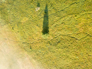 Coniferous trees on the slope of the mountain. Aerial drone view.