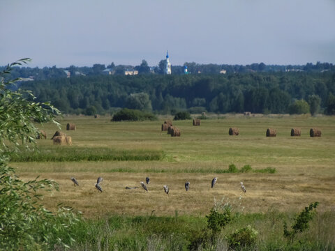 Landscape of the Ryazan region with a view of Kasimov, the church of St. Nicholas the Wonderworker  with harvested hay and a colony of gray herons