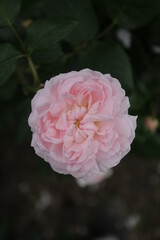 エグランタイン（マサコ）